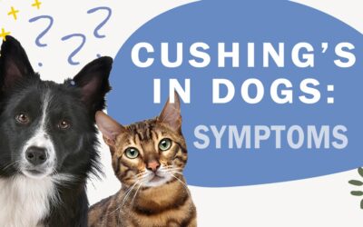 What are the Symptoms of Cushing’s Disease?