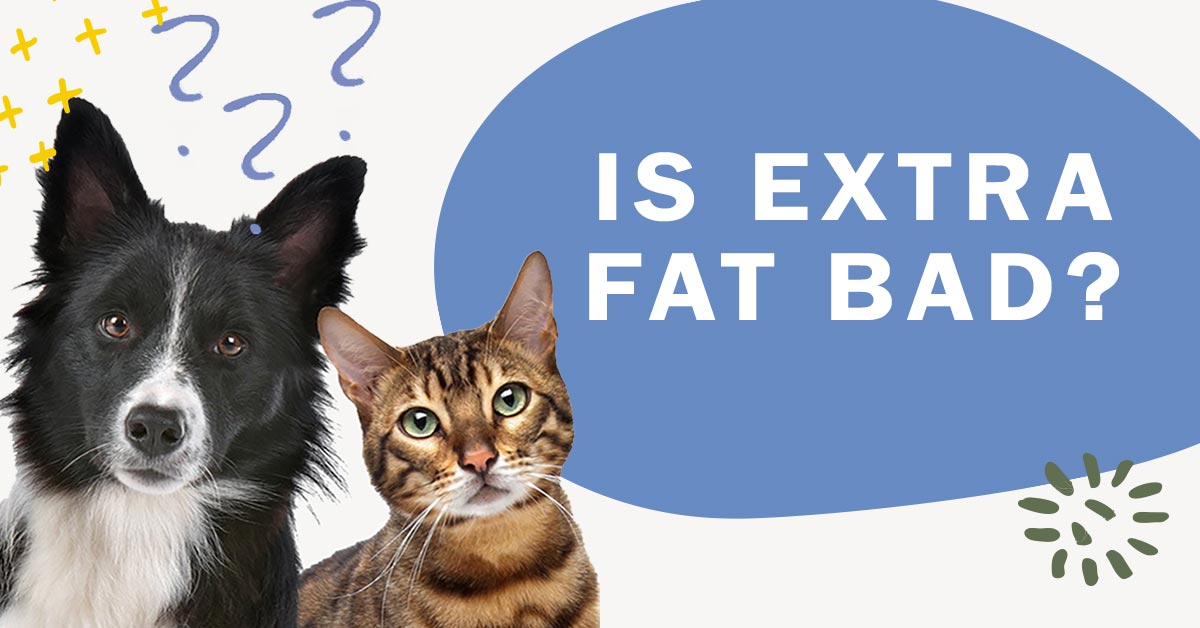 fat cat, holistic actions, Dr. Jeff Feinman
