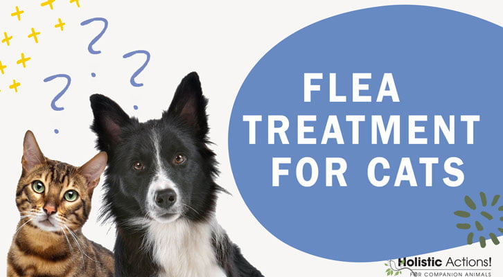 What Flea Treatments are the Safest for Cats?