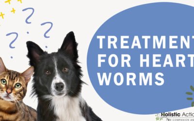 How Can I Tell If My Dog Has Heartworms, And What Is The Treatment?