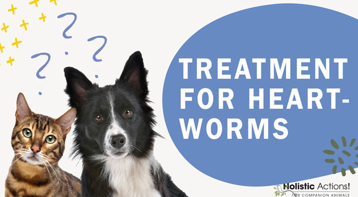 How Can I Tell If My Dog Has Heartworms, And What Is The Treatment?