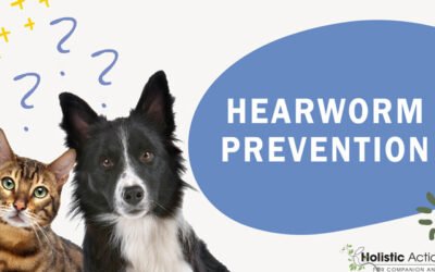 Are There Any Natural Preventatives for Heartworms?