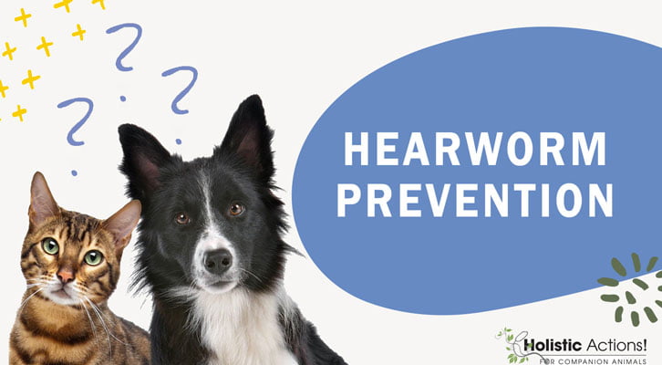 Are There Any Natural Preventatives for Heartworms?