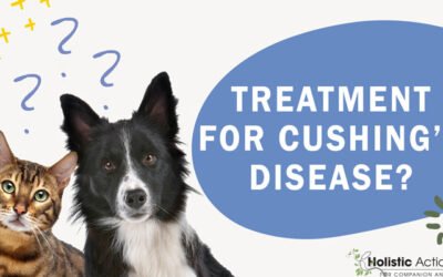 Are There Treatment Options For Cushing’s Disease?