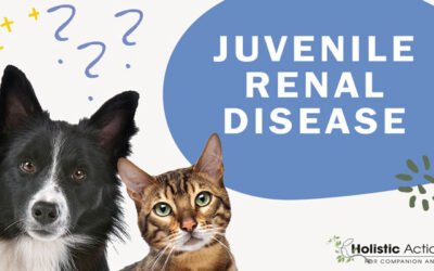 How does juvenile renal disease affect dogs?