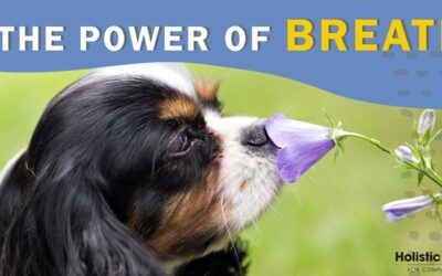 Breathing: A Powerful and Surprising Way to Increase Your Pet’s Health and Happiness