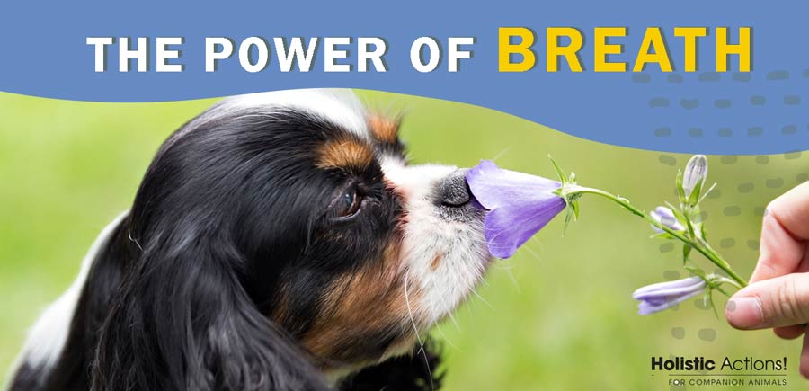 power of breath, holistic pet care, dr. Jeff Feinman, holistic actions