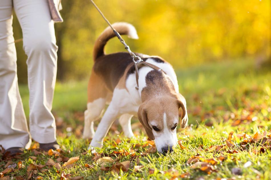 dog sniff walk, dog breathing, holistic actions, Dr. Jeff Feinman, Homevet, pranayama