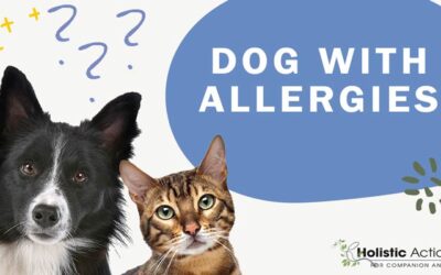 What are The Signs That My Dog May Have Allergies?