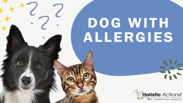 What are The Signs That My Dog May Have Allergies?