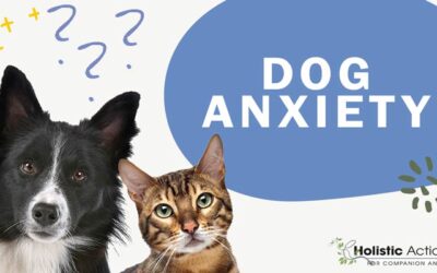 How Do I Manage My Pet’s Anxiety During A Storm?