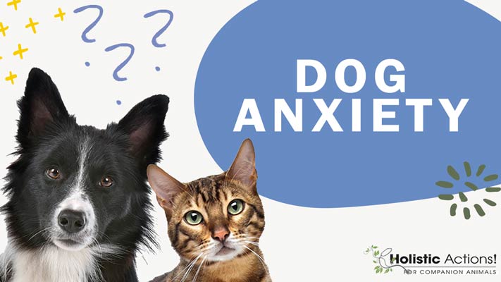 How Do I Manage My Pet’s Anxiety During A Storm?