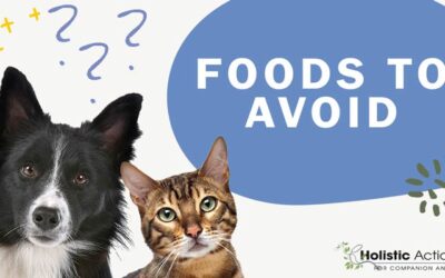 What Foods Should I Avoid Feeding My Dog?