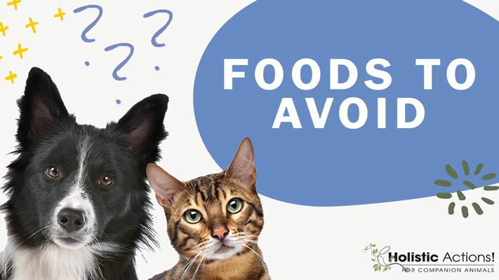 What Foods Should I Avoid Feeding My Dog?