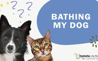 How Often Do I Need to Bathe My Dog?