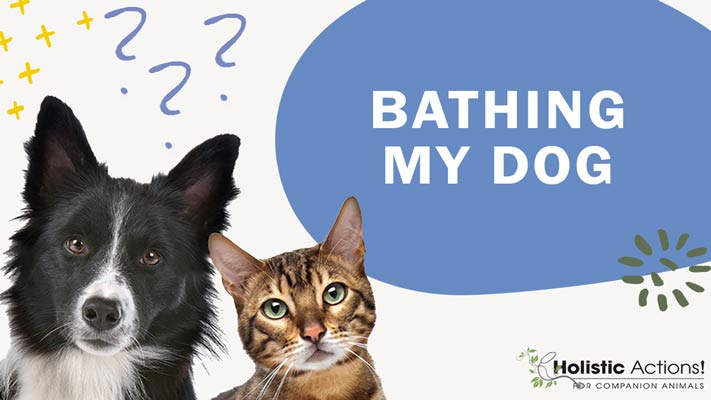 How Often Do I Need to Bathe My Dog?