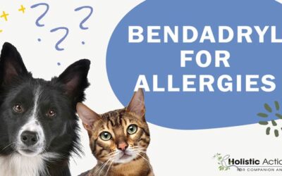 Can I Give My Dog Benadryl for Allergies?