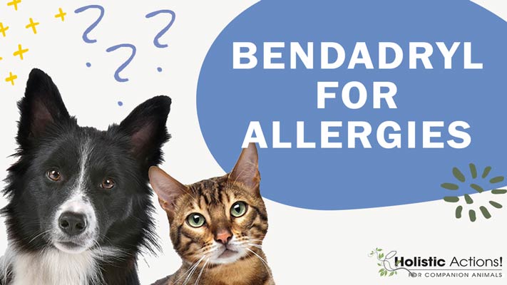 Can I Give My Dog Benadryl for Allergies?