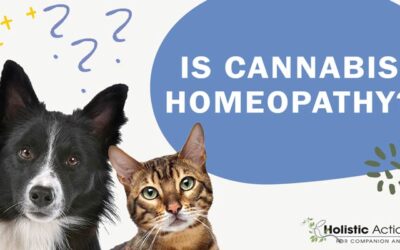 Is Cannabis Oil A Homeopathic Treatment For Cat Cancer?