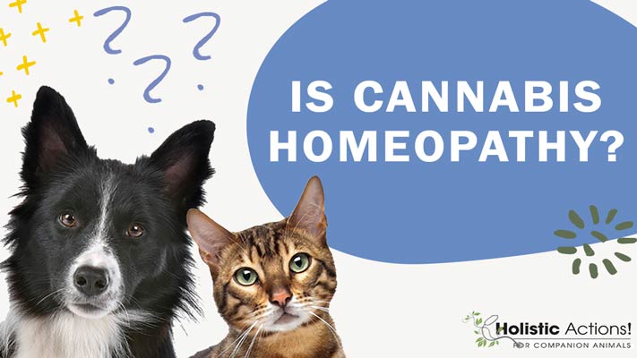 Is Cannabis Oil A Homeopathic Treatment For Cat Cancer?