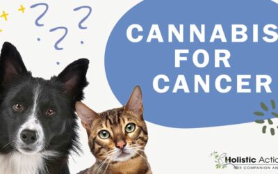 Is cannabis oil a holistic treatment for cat cancer?