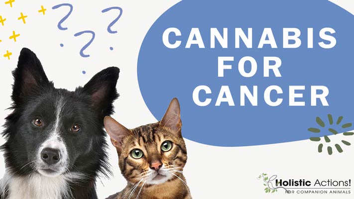 Is cannabis oil a holistic treatment for cat cancer?