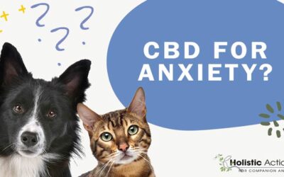 Is CBD a Viable Treatment for Pets With Anxiety?