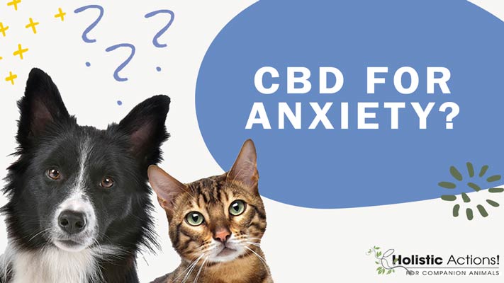 Is CBD a Viable Treatment for Pets With Anxiety?