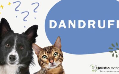 How Can I Treat My Pet’s Dandruff?