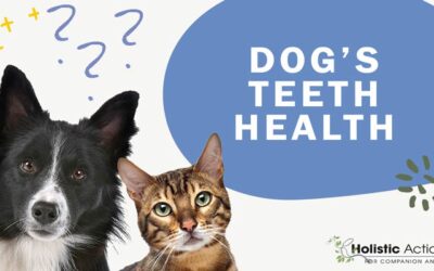 How Do I Care For My Dog’s Teeth?