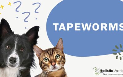 What Are Holistic Treatment Options For a Cat with Tapeworm?