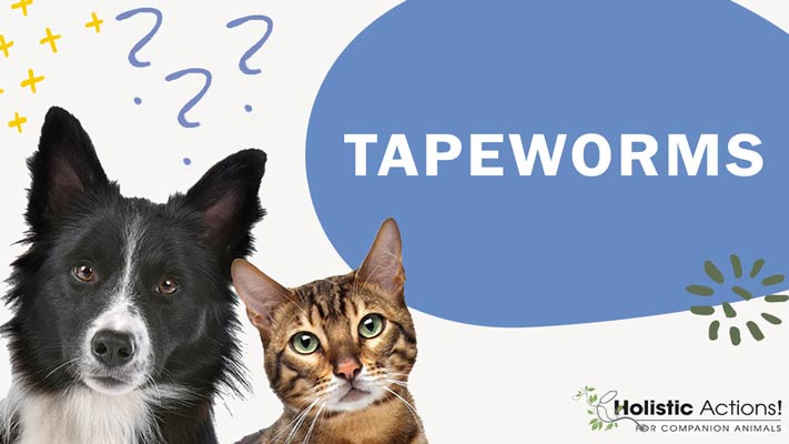 What Are Holistic Treatment Options For a Cat with Tapeworm?