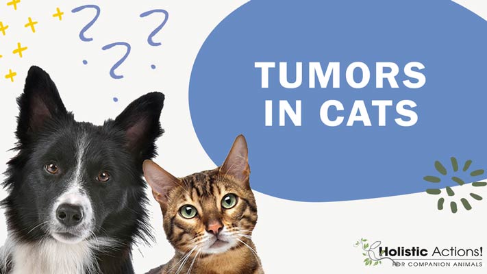 Are There Any Effective Holistic Treatments for Tumors in Cats?