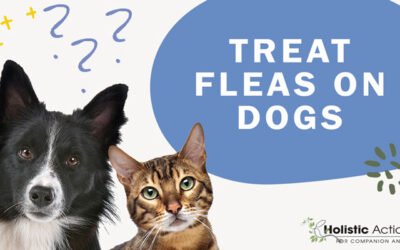 What Is The Best Way To Treat Fleas On My Dog?