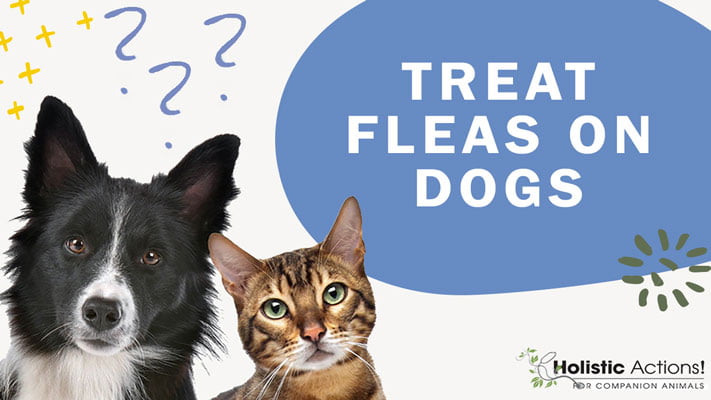 What Is The Best Way To Treat Fleas On My Dog?