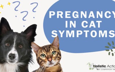 What Are The Symptoms of Pregnancy in Cats?
