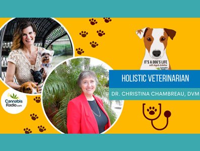 its a dog's life, angela ardolino, cbd dog health, holistic actions press