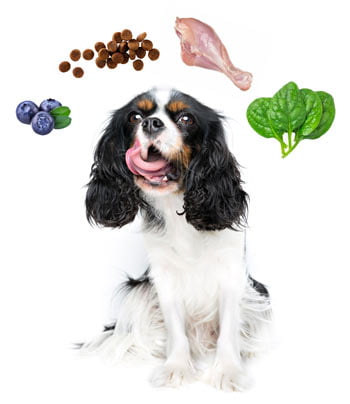 pet nutrition