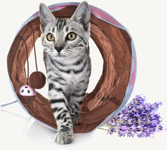 anxiety-bundle-cat