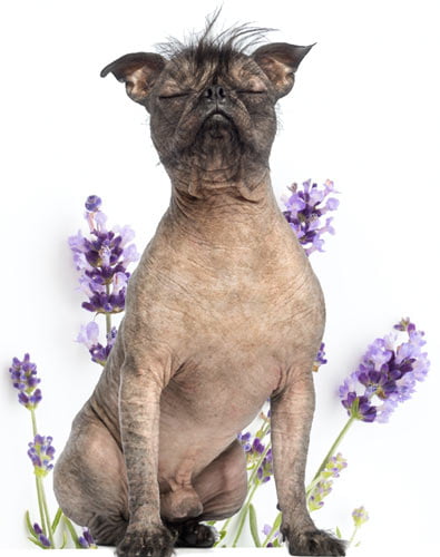 no-anxiety-registration separation anxiety, holistic pet care, alternative healing,