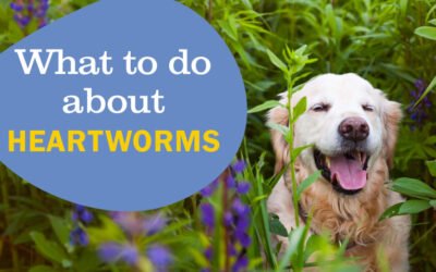 Heartworm prevention for dogs