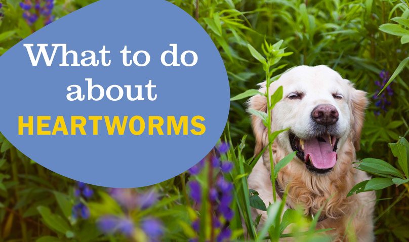 Heartworm prevention for dogs