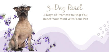 3-DAY-RESET-LIBRARY Meditation with pets