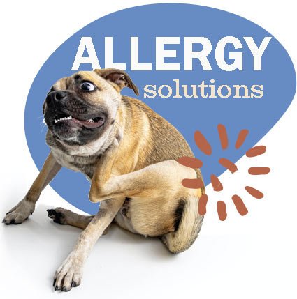 dog allergies, cat allergies, ears