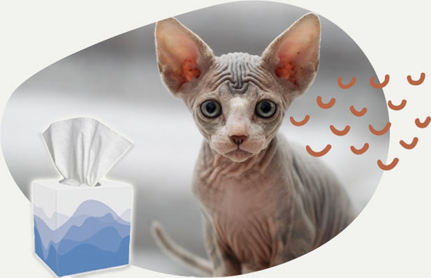 cat-tissue Ingredients of barf raw food recipe for dogs consisting meat, eggs and vegetable