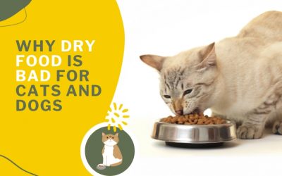 Why Dry Food Is Bad for Cats & Dogs