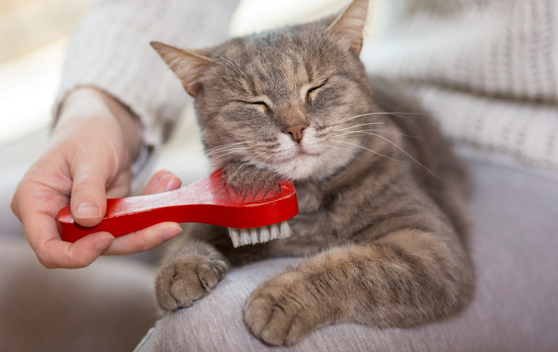 cat-brusg, pet cancer, holistic pet care pet cancer, holistic pet care