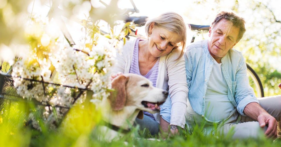 pet cancer, holistic pet care pet cancer, holistic pet care