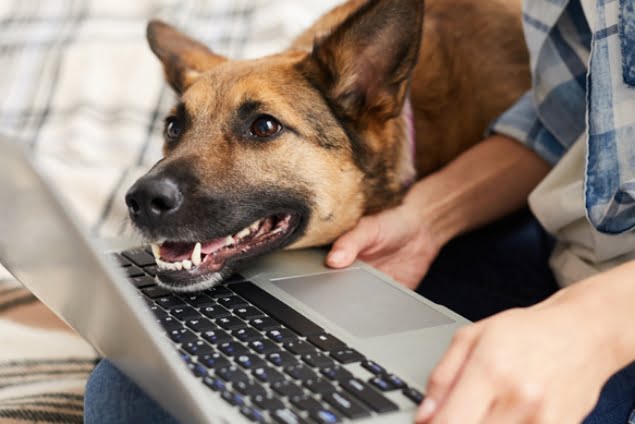 Dog looking at the laptop