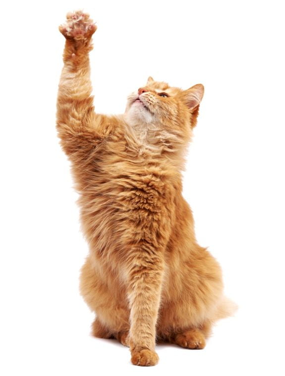 Holistic-Actions-cat-image